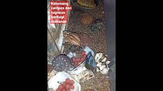 Kelomang Cavipes dan Rugosus makan bersama Hermit crab [upl. by Hartwell]