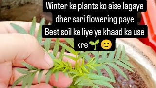 repotting winter plants🌱  soil mixture keliye ye khaad len  gardening gardenplants winterplant [upl. by Quillon156]