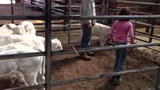 Loading Calves in the Chute for Spring Vaccinating [upl. by Lowry]