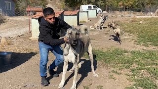 RAMBO MEKANA GELDİ KANGAL MAMA ORMANDAN YARALI GELDİ [upl. by Timothea483]