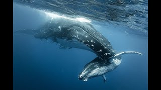 Best whale watching trip on Maui [upl. by Inig]