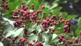 Mallotus philippinen tree full of fruits [upl. by Lantha]