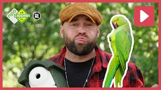 KAN BOSWACHTER TIM EEN HALSBANDPARKIET NADOEN 🦜  Beestenbrigade Stadsdieren  NPO Zappelin [upl. by Rossy]