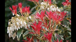 COMMENT BIEN TAILLER UNE ANDROMÈDE DU JAPON PIERIS [upl. by Racklin]