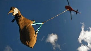 Black Rhino Is Airlifted By Helicopter To New Home [upl. by Mei]