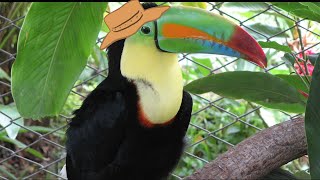 Toucan [upl. by Caralie]