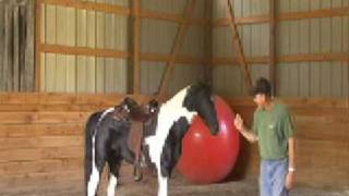 How to saddle a horse the right way [upl. by Pruter]