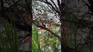 Woody Woodpecker singapore birds woodpecker [upl. by Navinod]