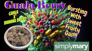 Trying Simply Mary Guala Berry THCa Flower  Berries amp Bananas [upl. by Omarr335]