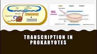 Transcription in Prokaryotes [upl. by Peedus]