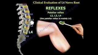 Femoral Nerve Anatomy  Everything You Need To Know  Dr Nabil Ebraheim [upl. by Selda76]