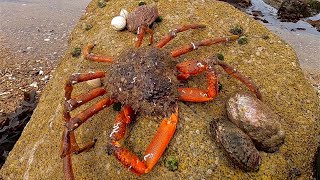 ITS SPIDER CRAB SEASON  Spider Crab amp Abalone Catch amp Cook [upl. by Stuart]