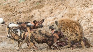 Wild Dogs Kill And Eat Hyena  Hyenas Eaten Alive [upl. by Nuhsal]