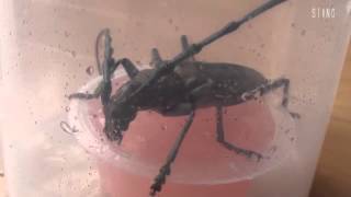 昆虫ゼリーを一心不乱に食べるカミキリムシ Cerambycidae Longhorn beetle [upl. by Olzsal]