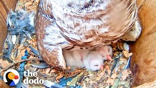 Watch These Baby Owls Hatch and Learn to Fly  The Dodo [upl. by Giesser441]