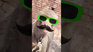 Cute king 🐒😎😘  like and subscribe 🤗 lovely guys [upl. by Htiderem]