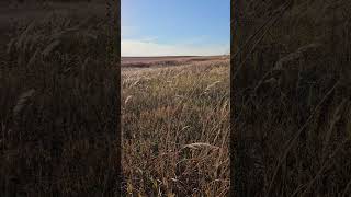 Tallgrass Prairie [upl. by Esyla67]