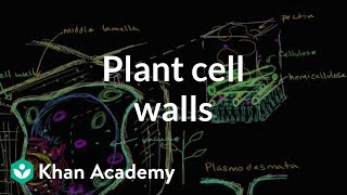 Plant cell walls  Structure of a cell  Biology  Khan Academy [upl. by Attelocin]