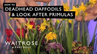 How To Deadhead Daffodils And Look After Primulas  Waitrose [upl. by Lehcnom91]