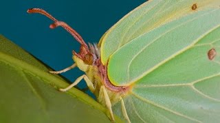 Gonepteryx rhamni  Latolistek cytrynek  Zitronenfalter  Brimstone [upl. by Phillips]