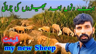 Khokhar kajla sheep farm of Bhakkaramp نیو بھیڑ کتنے کی خریدی [upl. by Lleral]