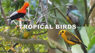 Tropical Birds with Names and Sounds [upl. by Lluj298]