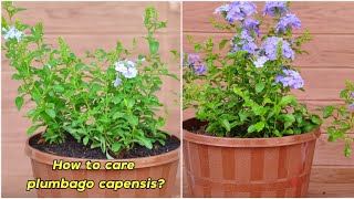 Amazing Beautiful Flowers Plumbago Capensis Care Tips For Beginners [upl. by Eidas]