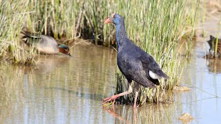 Purple Swamphen [upl. by Ahs]