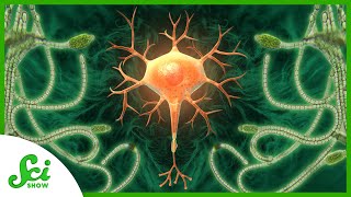 Can We Keep Neurons Active…with Algae [upl. by Amadeus]