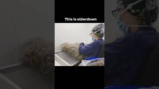 EIDERDOWN  eiderdown soft viralvideo [upl. by Arikat]