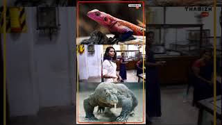 Reptile Varieties  Egmore Museum  Chennai [upl. by Asit504]