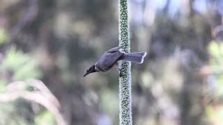 Noisy Friarbird at Toohey Forest Jul 2024 [upl. by Seften]