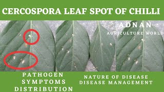 Cercospora Leaf Spot Of Chilli  Pathogen  Symptoms  Management  AGRICULTURE WORLD [upl. by Ogg257]