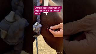 Intravenous injection in jugular vein [upl. by Arlo]