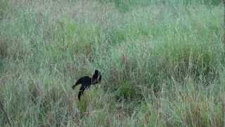 Jacksons widowbird mating dance [upl. by Vincenta]