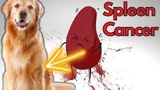 SPLEEN cancer in the dog Hemangioscarcoma [upl. by Alrzc]