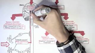 Neurology  Divisions of the Nervous System [upl. by Lehcyar]