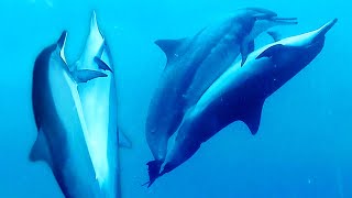 Dolphins Mating [upl. by Soulier]