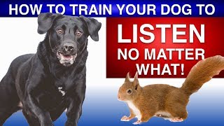 How To Train Your Dog To Listen No Matter What [upl. by Ayenet]