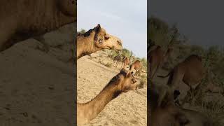 Male and female Camel is in very happy mode 😁🐪🐫 ytshorts camels [upl. by Bernadene]