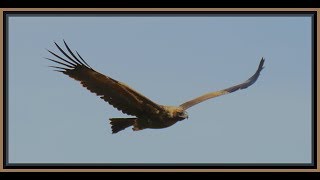 Wedge Tail Eagles in flight Gundabooka National Park [upl. by Eittocs]