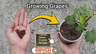 Propagation and Growing Vine from Grape Seeds  Everything You Need to Know SUB [upl. by Leach]