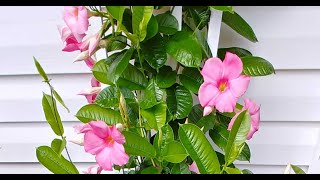 Tips For Growing Mandevilla Vine [upl. by Erastatus]