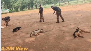 Dog training।। hand handling ।। practice।। [upl. by Matta892]