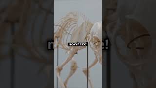 Freaky Animal Skeletons You Wont Believe facts shorts mindbloing [upl. by Lough913]