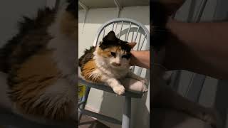 Beautiful Calico Cat Poppet Can’t Get Enough of These Pets calicocat [upl. by Campney]