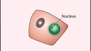 LIFE CYCLE Plasmodium Falciparum [upl. by Peti]