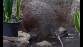 天王寺動物園のキーウィSouth Island brown kiwi [upl. by Groot]