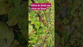 Khira ki kheti mein aaya virusfarming ytshorts khirai [upl. by Bannister]