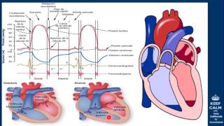 CICLO CARDIACO [upl. by Faden]